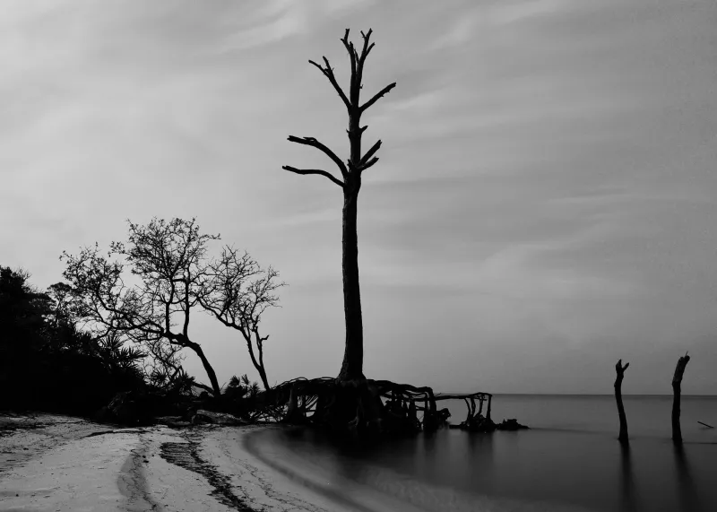 Salt Air, Saturated Soil, and Stressed Roots: How Gulf Coast Conditions Demand a Different Approach to Tree Care
