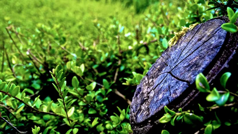What Stays in the Ground Doesn't Stay Free: The Real Price of Skipping Stump Removal in Mobile