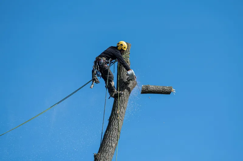 Strangers in the Canopy: Recognizing and Removing Invasive Tree Species Before They Reshape Mobile's Landscape