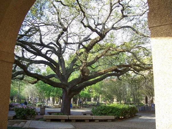 Live Oaks or Crepe Myrtles? How to Choose the Right Trees for Your Mobile, Alabama Property