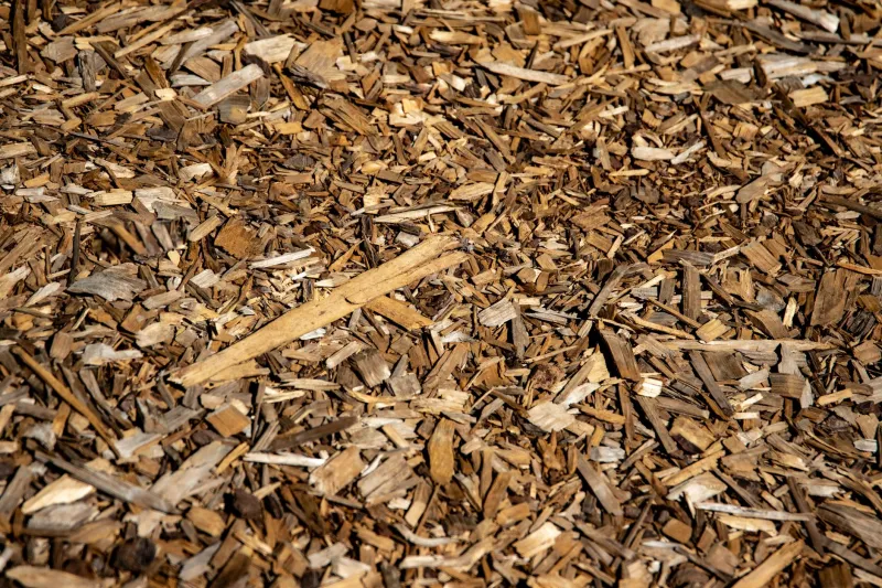Mulch Done Wrong: How Common Spreading Mistakes Are Quietly Killing Mobile's Trees