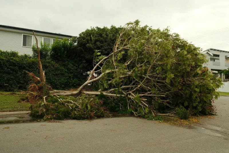 After the Storm Passes: Why the Next 72 Hours Determine Whether Your Landscape Survives the Next Five Years