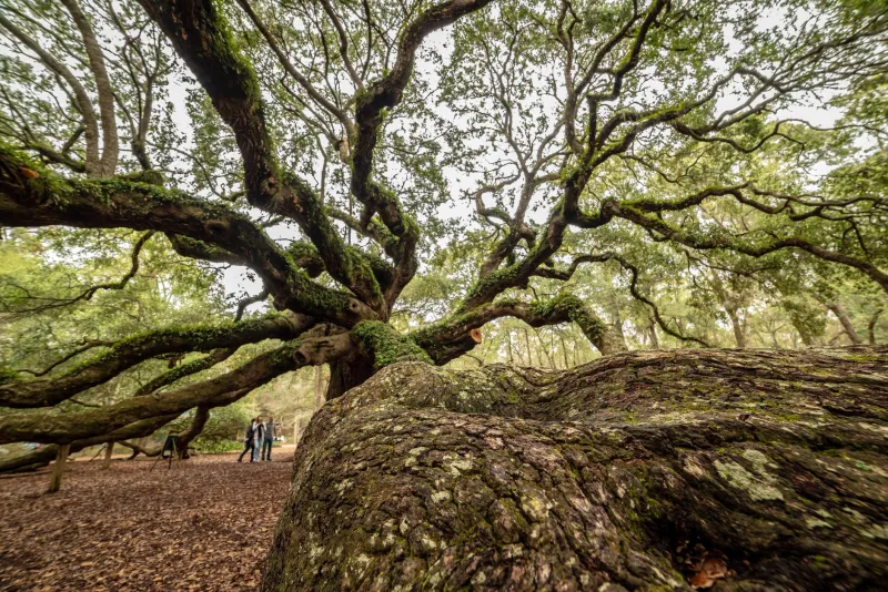 What a Trained Eye Catches Before Your Trees Catch Fire: The Case for Routine Arborist Inspections
