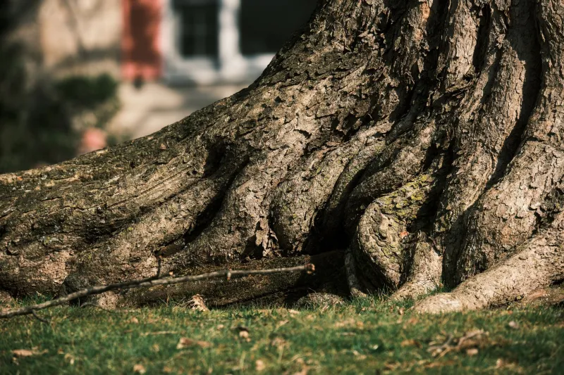 What's Killing Your Tree From the Ground Up: The Hidden Threat of Soil Compaction in Mobile