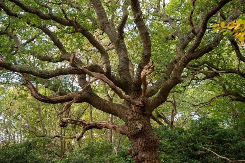 Sudden Branch Drop in Southern Oaks: Diagnosing the Problem and Protecting Your Mobile Property