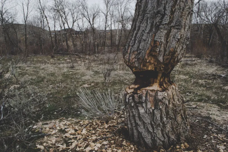 When Trees Tell the Truth: Using Damage Patterns to Uncover Hidden Problems on Your Mobile Property