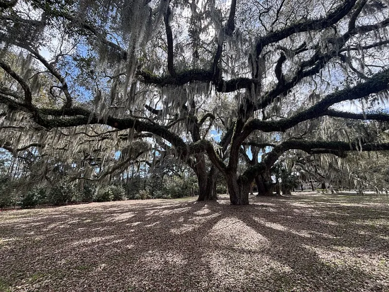Vanishing Canopy: How Deferred Tree Care Is Quietly Erasing Mobile's Iconic Oaks